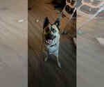 Small #3 German Shepherd Dog-Huskies  Mix