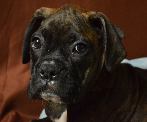 Medium Photo #2 Boxer Puppy For Sale in PATERSON, NJ, USA