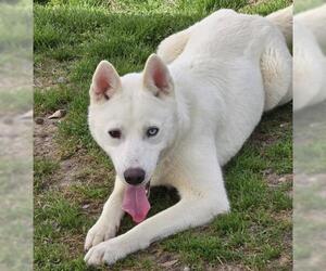 American Eskimo Dog-Unknown Mix Dogs for adoption in Conroe, TX, USA