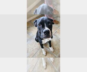 Boxer Dogs for adoption in Austin, TX, USA