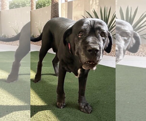 Medium Photo #1 Mastiff Puppy For Sale in Goodyear, AZ, USA