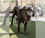 Flora - Female Mastiff Dog for Adoption - Small photo