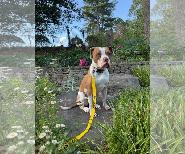 Medium Photo #2 Mutt Puppy For Sale in Rockville, MD, USA
