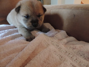 Shiba Inu Puppy for sale in CARLSBAD, CA, USA