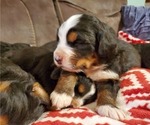 Small #3 Bernese Mountain Dog