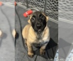 Puppy yellow girl Belgian Malinois