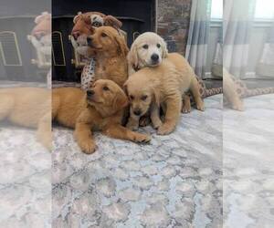English Cream Golden Retriever Puppy for sale in SACRAMENTO, CA, USA