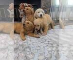 Image preview for Ad Listing. Nickname: Goldens