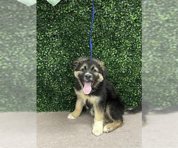 Medium Photo #1 German Shepherd Dog-Unknown Mix Puppy For Sale in Grasswood, Saskatchewan, Canada