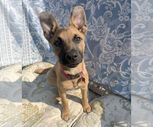 Mutt Dogs for adoption in Milwaukie, OR, USA