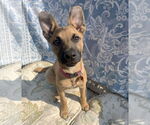 Small Photo #2  Puppy For Sale in , 