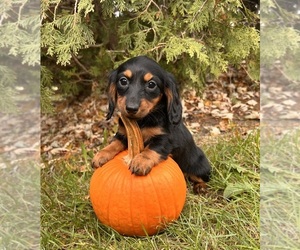 Dachshund Puppy for sale in MIDDLEBURY, IN, USA
