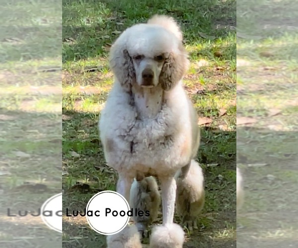 Medium Photo #1 Poodle (Standard) Puppy For Sale in PITTS, GA, USA