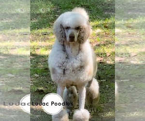 Mother of the Poodle (Standard) puppies born on 04/01/2023