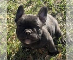 Small #6 French Bulldog