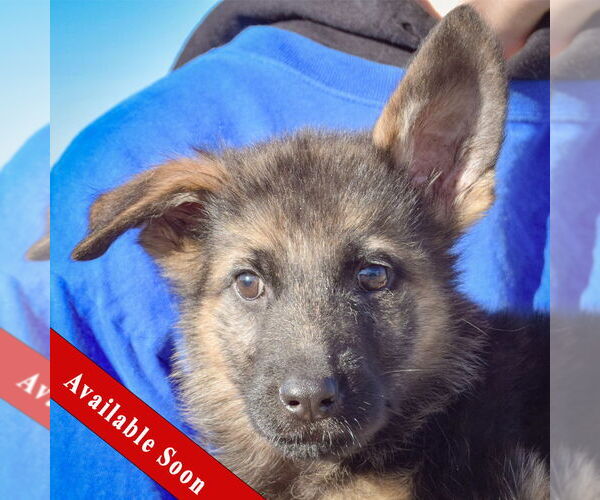 Medium Photo #1 German Shepherd Dog-Unknown Mix Puppy For Sale in Huntley, IL, USA