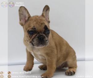 French Bulldog Puppy for sale in BOSTON, MA, USA