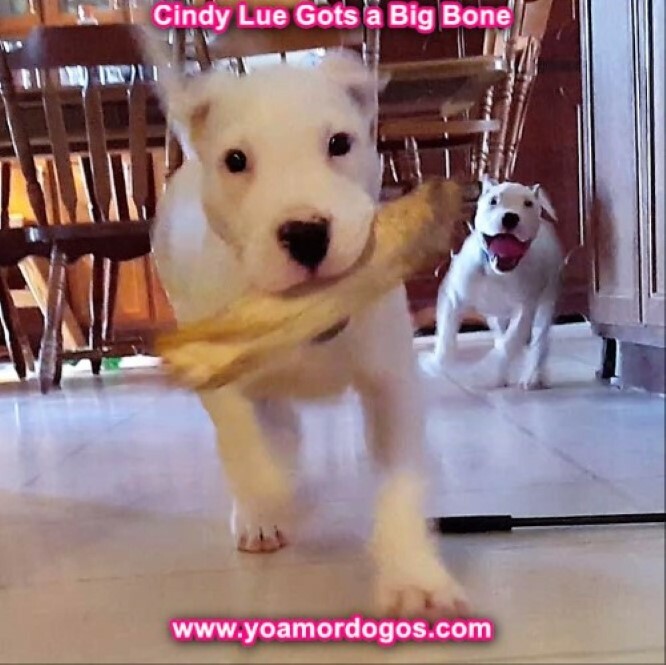 Medium Photo #138 Dogo Argentino Puppy For Sale in PINEVILLE, MO, USA