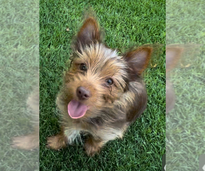 Yorkshire Terrier Puppy for sale in IRVING, TX, USA