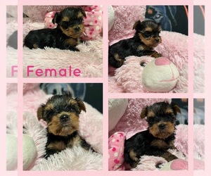 Yorkshire Terrier Puppy for sale in ARCADIA, FL, USA