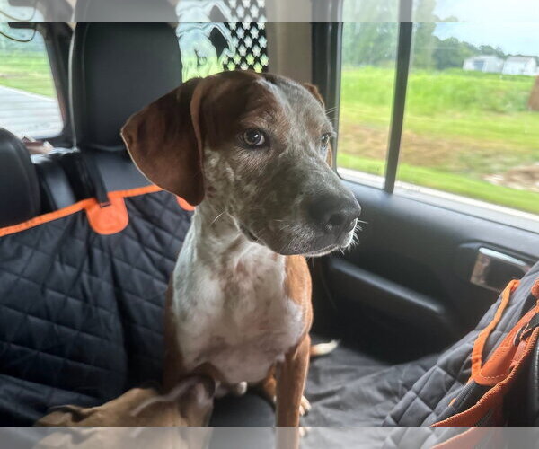 Medium Photo #1 Mutt Puppy For Sale in Sheboygan, WI, USA