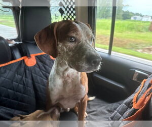 Mutt Dogs for adoption in Sheboygan, WI, USA