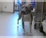 Small American Pit Bull Terrier