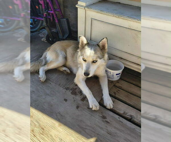 Medium Photo #6 Siberian Husky-Unknown Mix Puppy For Sale in Grafton, WI, USA