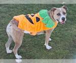 Small #15 American Pit Bull Terrier Mix