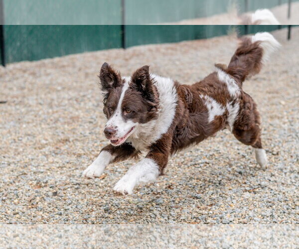 Medium Photo #3 Border Collie-Unknown Mix Puppy For Sale in Hilton Head, SC, USA
