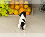 Sawyer - Male Dachshund Puppy for Sale - Photo #5