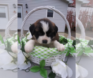 Saint Bernard Puppy for sale in SOUTH BEND, IN, USA
