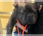 Small French Bulldog