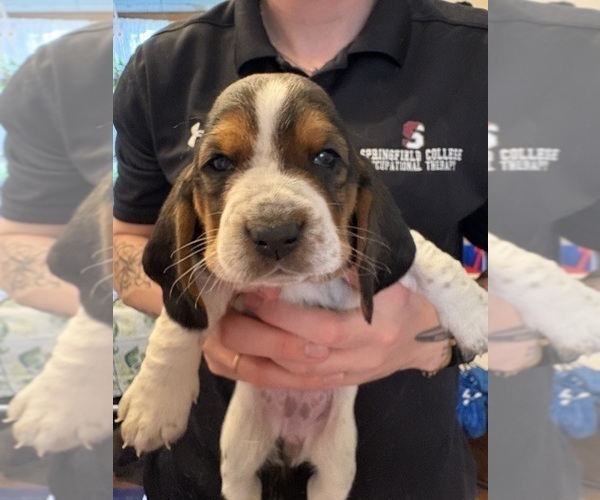 Medium Photo #6 Basset Hound Puppy For Sale in VERNON ROCKVILLE, CT, USA