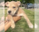 Small Photo #43 American Bully Puppy For Sale in LAKE STATION, IN, USA