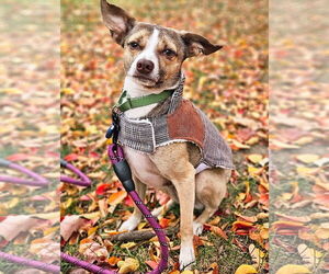 Rat-Cha Dogs for adoption in Atlanta, GA, USA