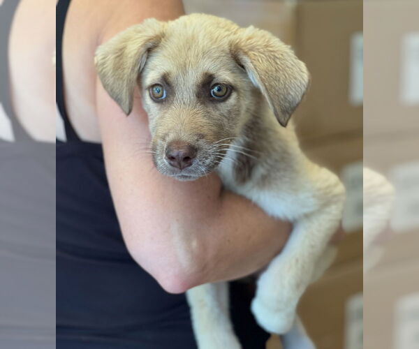 Medium Photo #2 Labrador Retriever-Unknown Mix Puppy For Sale in Dana Point, CA, USA