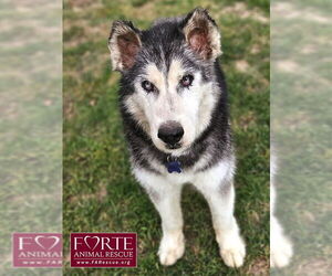 Harley - Male Siberian Husky Dog for Adoption - Photo #2
