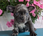 Small #2 French Bulldog