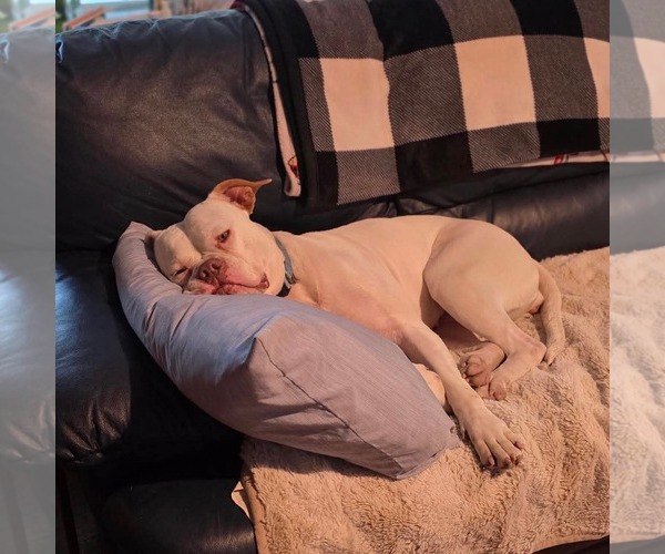 Medium Photo #3 Bulloxer Puppy For Sale in Dallas, TX, USA