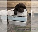 Small Photo #3 Labrador Retriever Puppy For Sale in VINEMONT, AL, USA