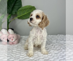 Cocker Spaniel Puppy for Sale in FRANKLIN, Indiana USA