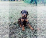 Puppy Yellow Collar Doberman Pinscher