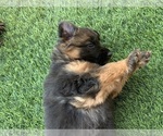Small #14 German Shepherd Dog