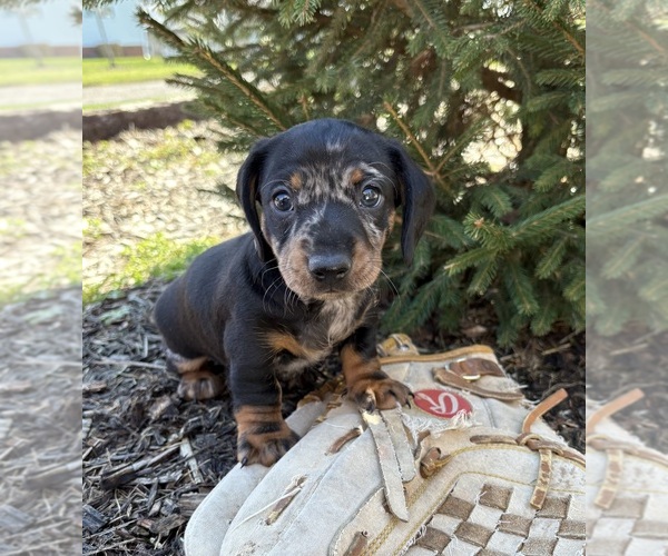 Medium Photo #3 Dachshund Puppy For Sale in MIDDLEBURY, IN, USA