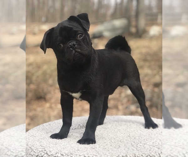 Medium Photo #3 Pug Puppy For Sale in NEW WINDSOR, NY, USA