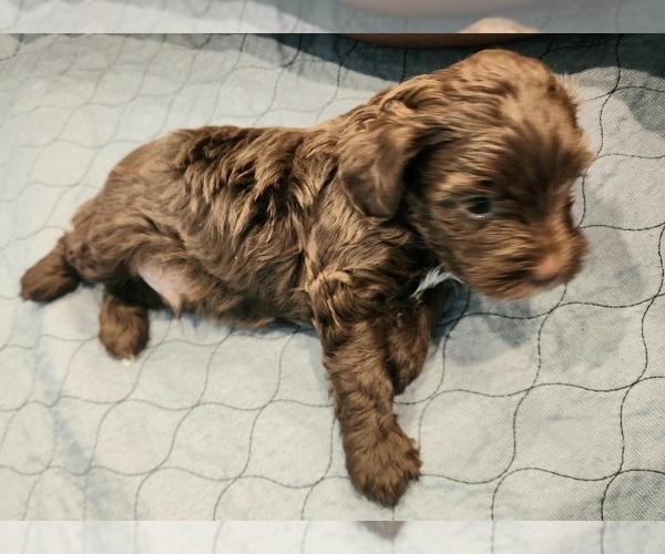 Medium Photo #1 YorkiePoo Puppy For Sale in BLUE MOUND, TX, USA