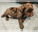 Puppy Puppy 2 YorkiePoo