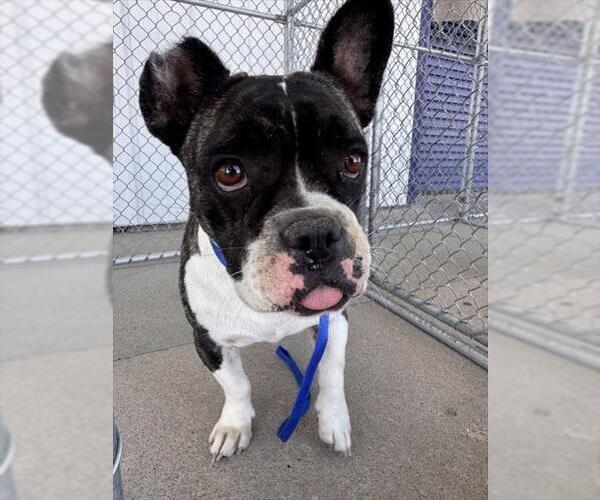 Medium Photo #1 Bulldog-Unknown Mix Puppy For Sale in Bakersfield, CA, USA
