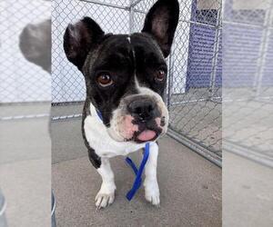 Bulldog-Unknown Mix Dogs for adoption in Bakersfield, CA, USA